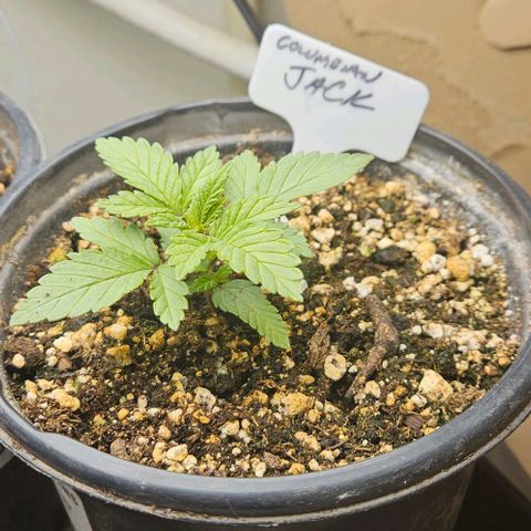 Colombian Jack growlog timeline photo