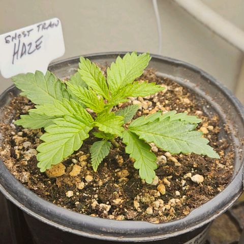 Ghost Train Haze growlog timeline photo