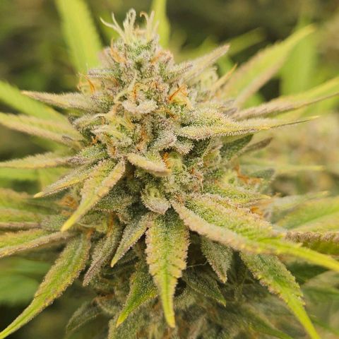Chem Dawg Candy growlog timeline photo
