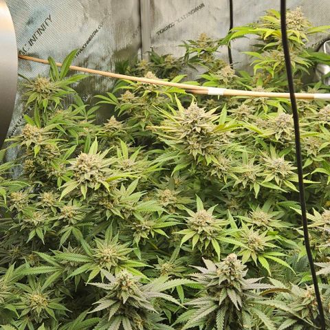 Chem Dawg Candy growlog timeline photo