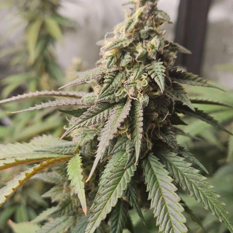 Kush Mint growlog timeline photo