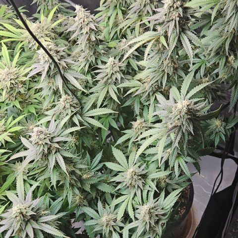 Kush Mint growlog timeline photo