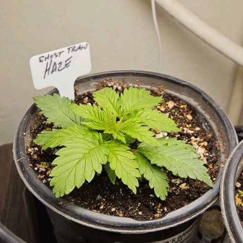 Ghost Train Haze growlog timeline photo