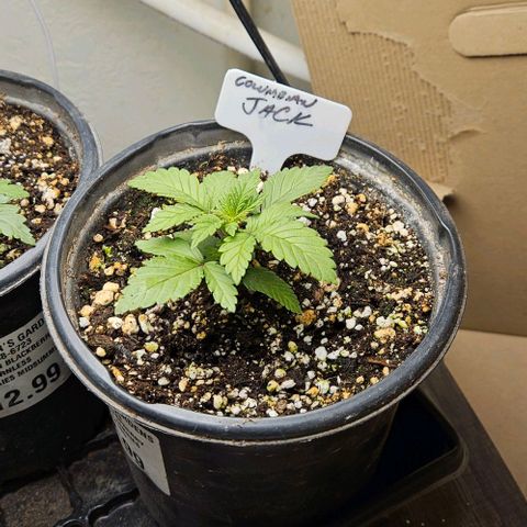 Colombian Jack growlog timeline photo