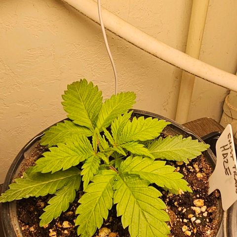 Ghost Train Haze growlog timeline photo