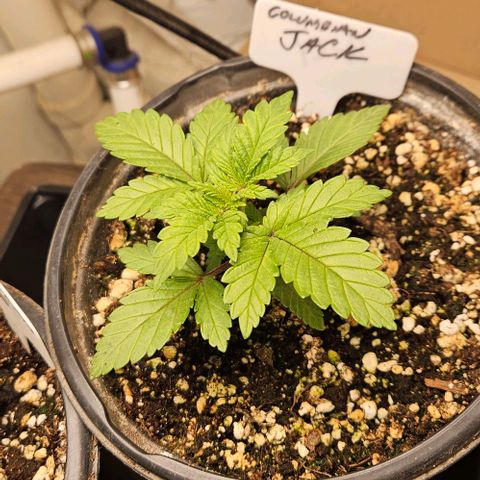 Colombian Jack growlog timeline photo