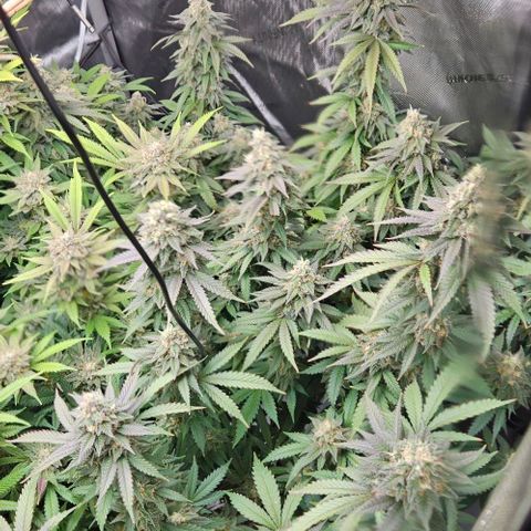 Kush Mint growlog timeline photo