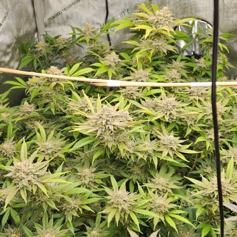 Chem Dawg Candy growlog timeline photo