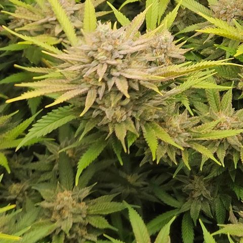 Chem Dawg Candy growlog timeline photo