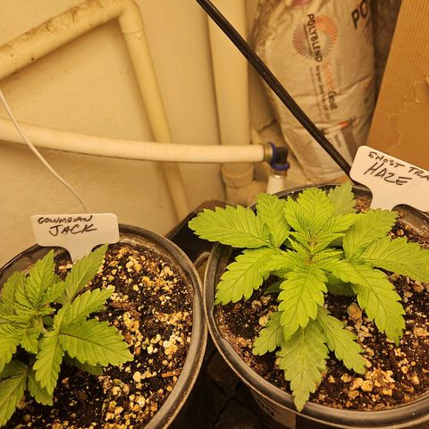 Colombian Jack growlog timeline photo