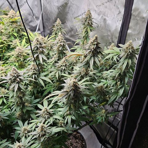 Kush Mint growlog timeline photo