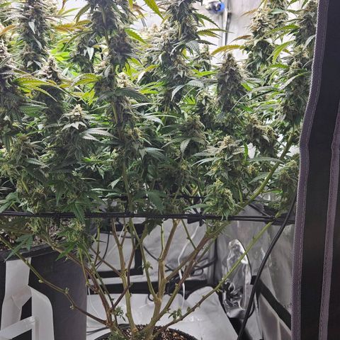 Kush Mint growlog timeline photo