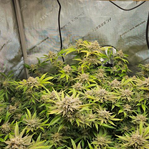 Chem Dawg Candy growlog timeline photo