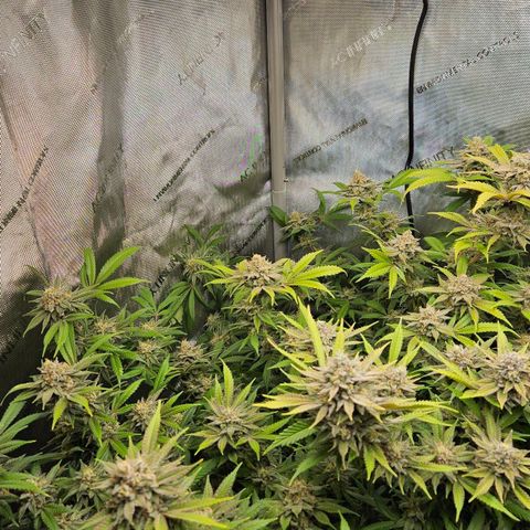Chem Dawg Candy growlog timeline photo