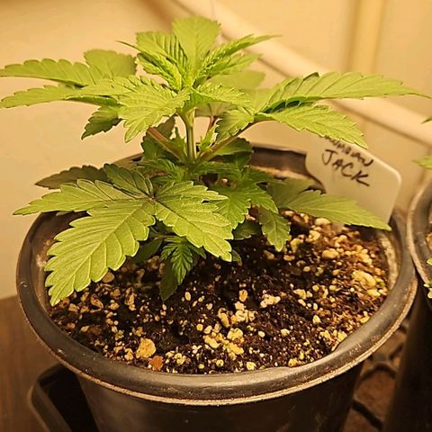 Colombian Jack growlog timeline photo