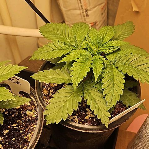 Ghost Train Haze growlog timeline photo