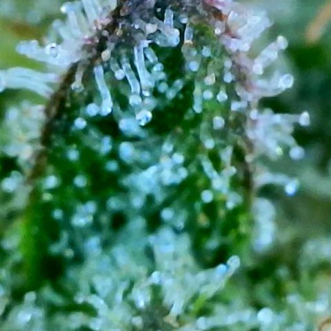 Kush Mint growlog timeline photo