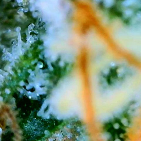 Kush Mint growlog timeline photo