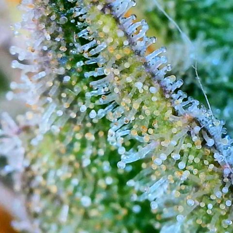 Chem Dawg Candy growlog timeline photo