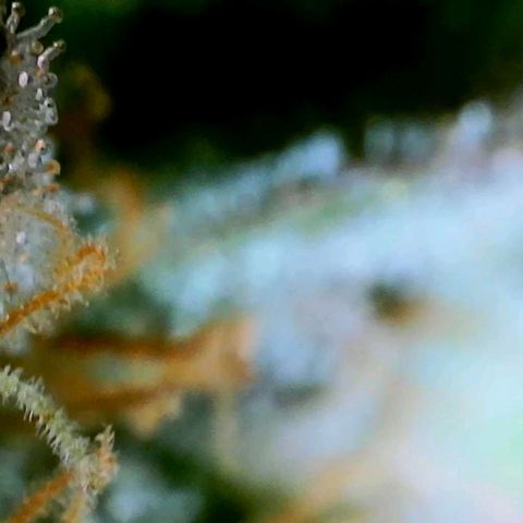Chem Dawg Candy growlog timeline photo