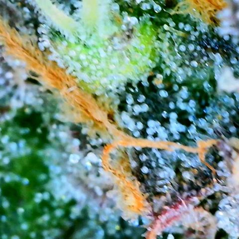 Chem Dawg Candy growlog timeline photo