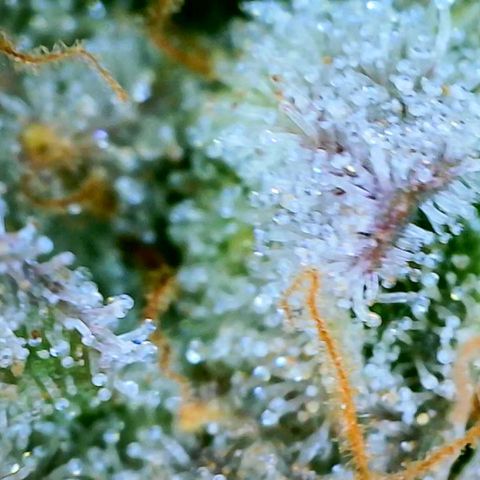 Chem Dawg Candy growlog timeline photo