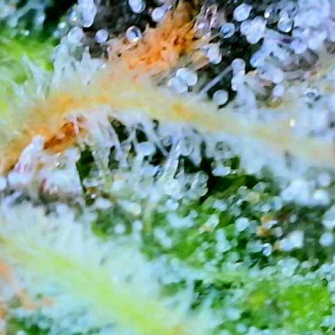 Chem Dawg Candy growlog timeline photo