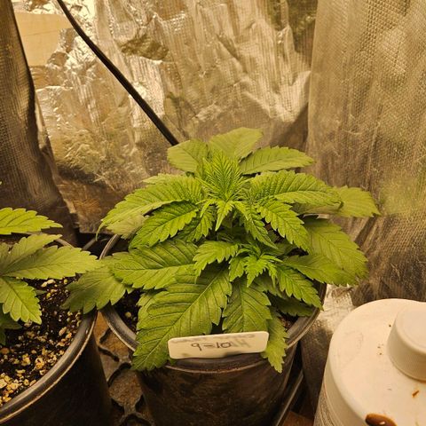 Ghost Train Haze growlog timeline photo