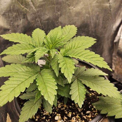 Colombian Jack growlog timeline photo