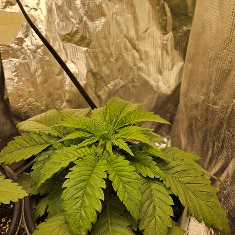 Ghost Train Haze growlog timeline photo
