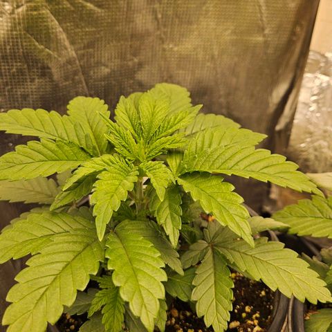 Colombian Jack growlog timeline photo