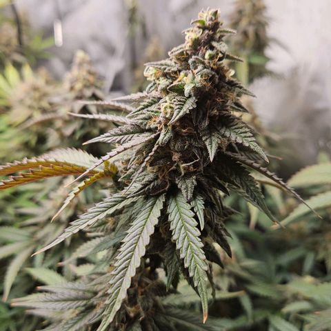 Kush Mint growlog timeline photo