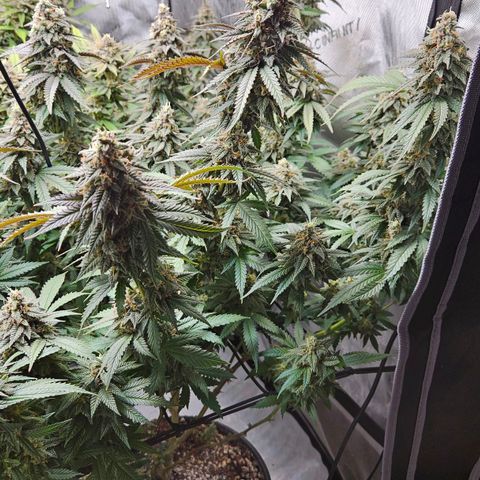 Kush Mint growlog timeline photo