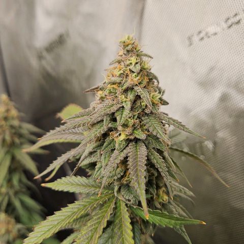 Kush Mint growlog timeline photo
