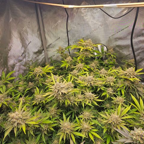 Chem Dawg Candy growlog timeline photo