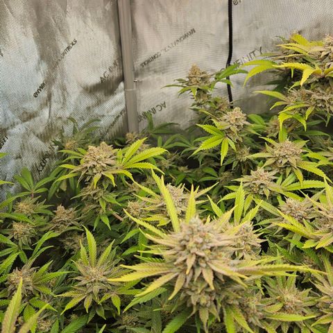 Chem Dawg Candy growlog timeline photo