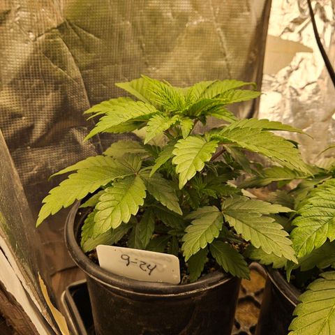 Colombian Jack growlog timeline photo