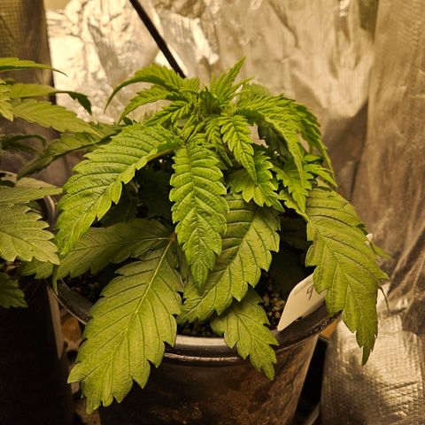 Ghost Train Haze growlog timeline photo