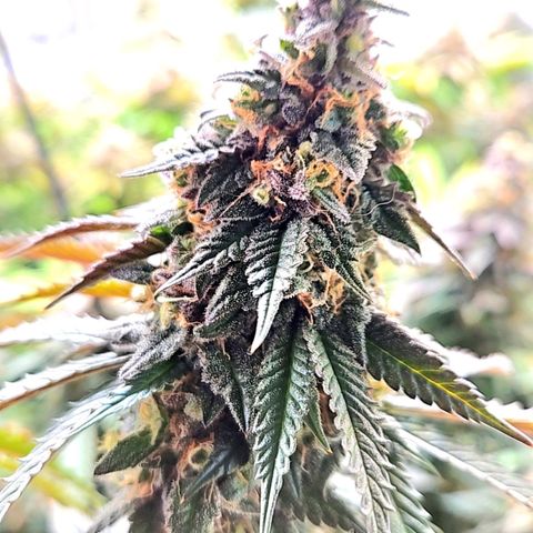 Kush Mint growlog timeline photo
