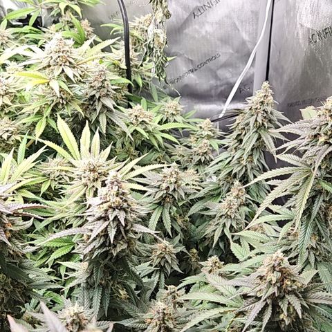 Kush Mint growlog timeline photo