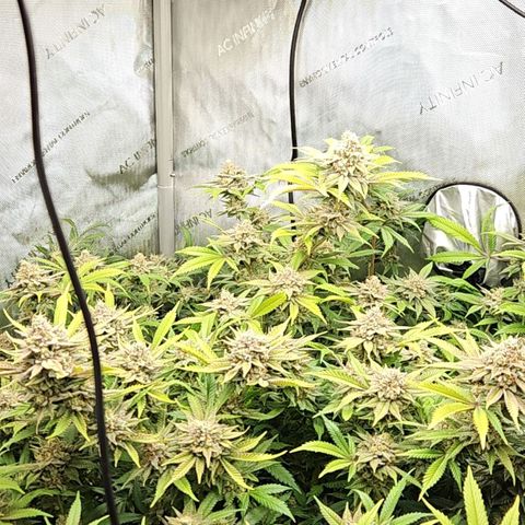 Chem Dawg Candy growlog timeline photo