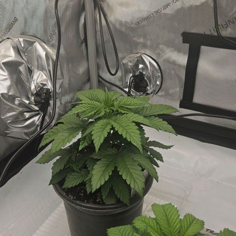 Colombian Jack growlog timeline photo