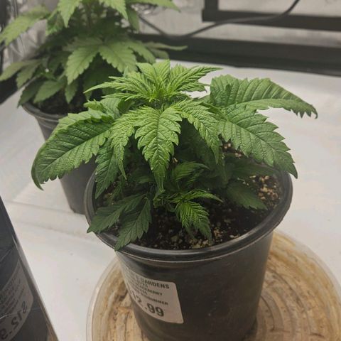 Ghost Train Haze growlog timeline photo