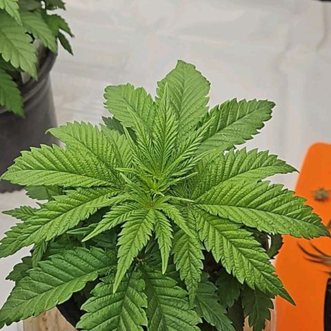 Ghost Train Haze growlog timeline photo