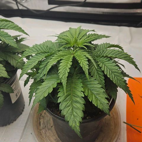 Ghost Train Haze growlog timeline photo