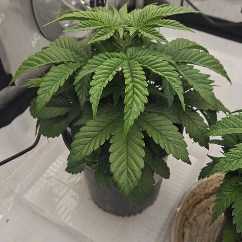 Colombian Jack growlog timeline photo