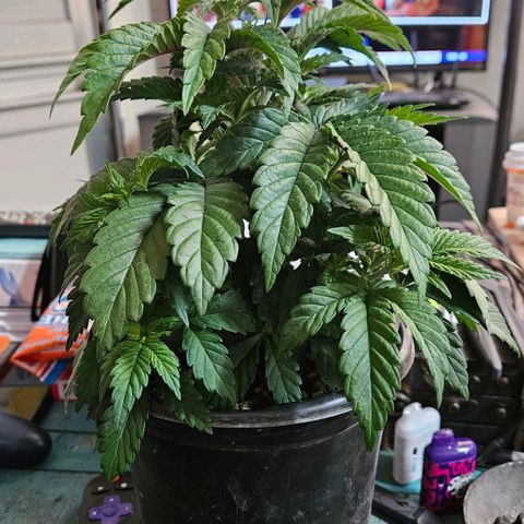 Colombian Jack growlog timeline photo
