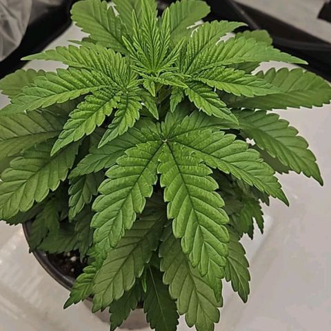 Ghost Train Haze growlog timeline photo