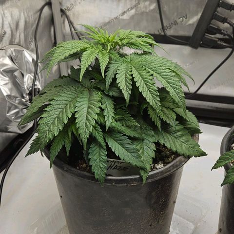 Ghost Train Haze growlog timeline photo