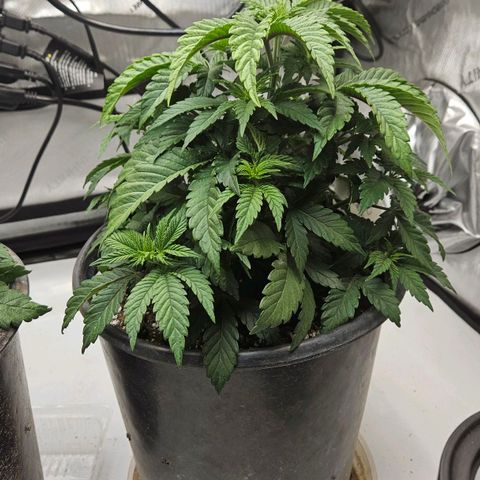 Colombian Jack growlog timeline photo